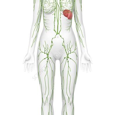 Lymphatic system, artwork Lymphatic system. Computer artwork of the front view of a woman, showing the lymphatic system. Also seen are associated organs including the thymus gland (upper centre) and the spleen (centre right). Beneath the skin runs a network of lymph vessels (lines) that serve lymph nodes or glands (spheres). This system has groups of nodes in the neck, armpits, groin, and abdomen. It functions to drain fluid (lymph) from body tissues and has a role in the absorption of fats from the intestine. The lymphatic system also plays a vital role in the immune response of the body.